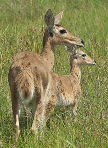 Reedbuck Mother and FAwn