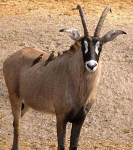 Roan Antelope