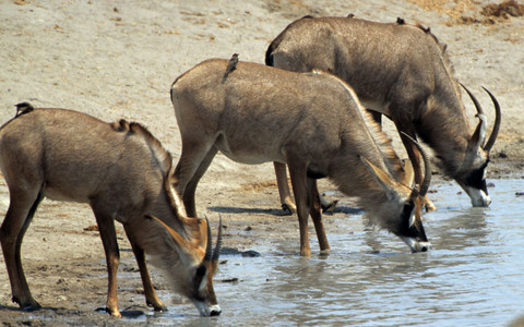 Roan Antelope