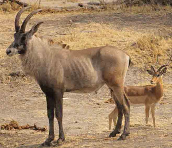 Roan Antelope