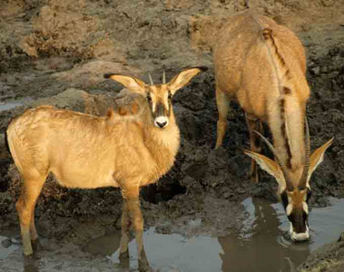 Roan Antelope