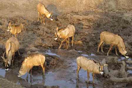 Roan Antelope