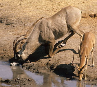 Roan Antelope