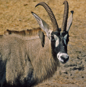 Roan Antelope Mask