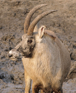 Roan Antelope