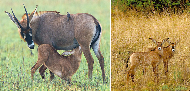 Roan Antelope Female Nursing