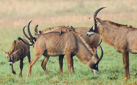 Roan Antelope