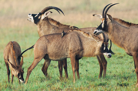 Roan Antelope