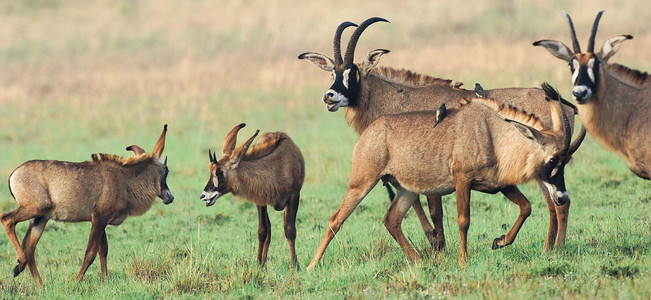 Roan Antelope