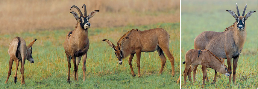 Roan Antelope