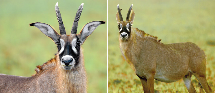 Roan Antelope