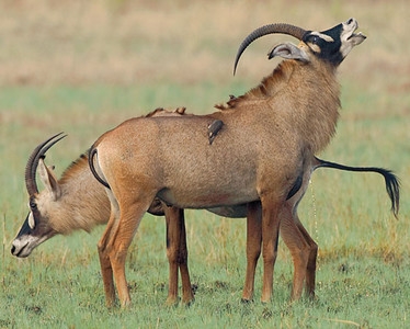 Roan Antelope