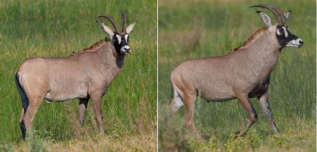 Roan Antelope