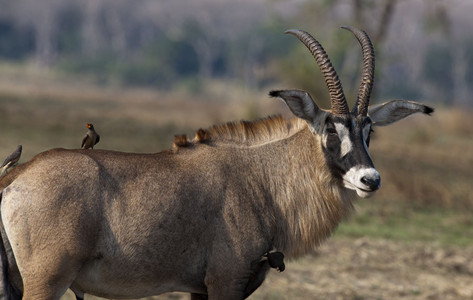 Roan Antelope