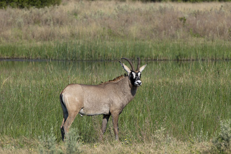 11Antelope-Roan_Antelope-1.jpg