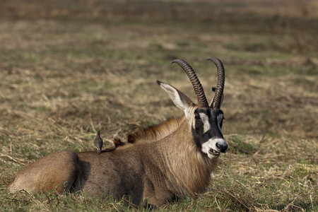 11Antelope-Roan_Antelope-Male-2-1.jpg