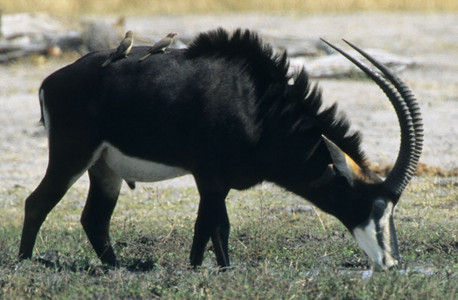 Sable Antelope