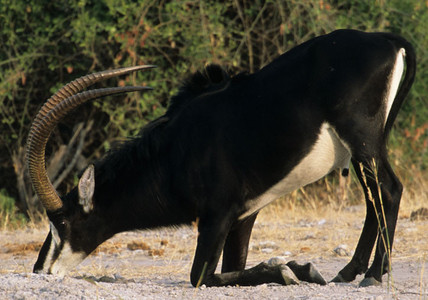 Sable Antelope