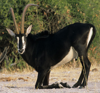 Sable Antelope