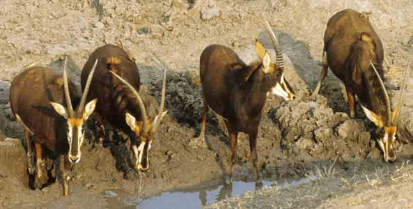 Sable Antelope