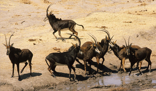 Sable Antelope