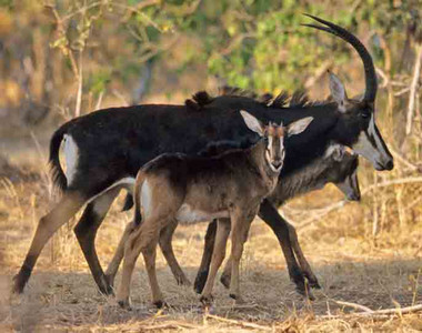 Sable Antelope with Two Calfs