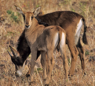 Sable Antelope