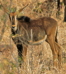 Sable Antelope