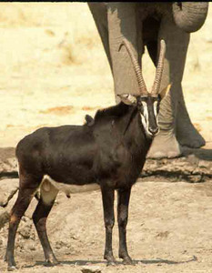 Sable Antelope