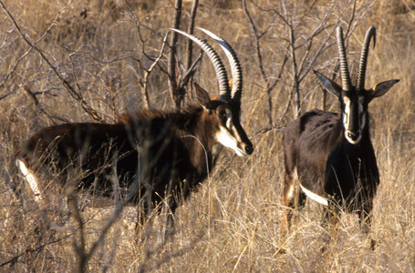 Sable Antelope