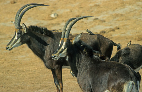 Sable Antelope