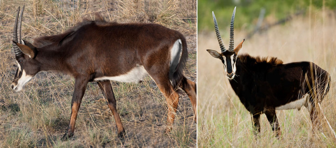 Sable Antelope Subadult