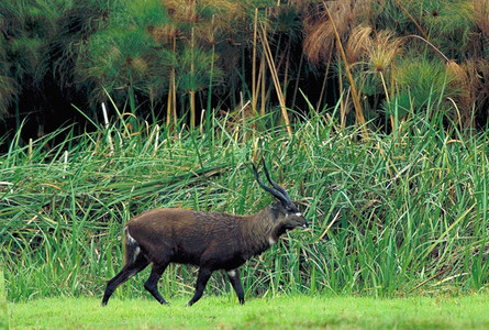 Sitatunga