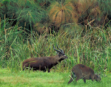 Sitatunga