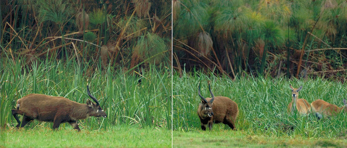 Sitatunga