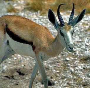 Springbok