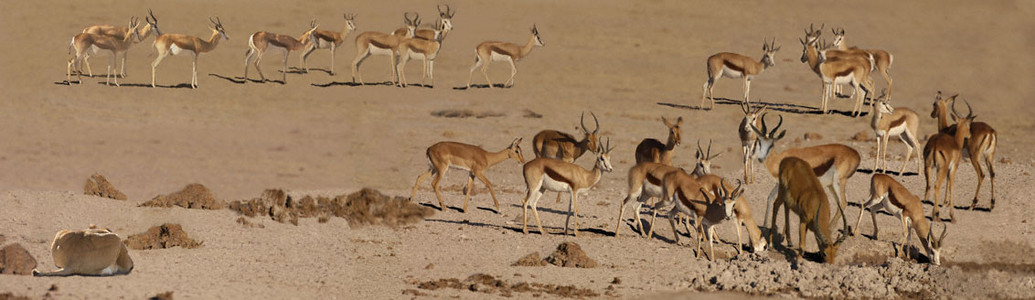 Springbok, Impala & Lionesses