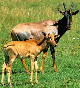 Topi
