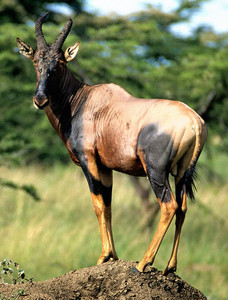Topi