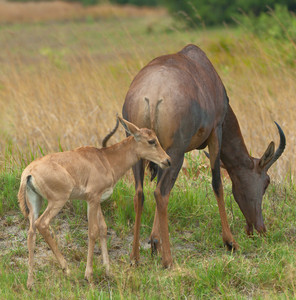 Tsessebe Week Old with Mother