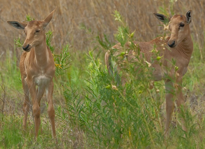 Tsessebe Juveniles