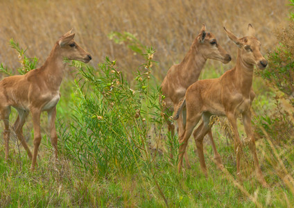 Tsessebe Calfs