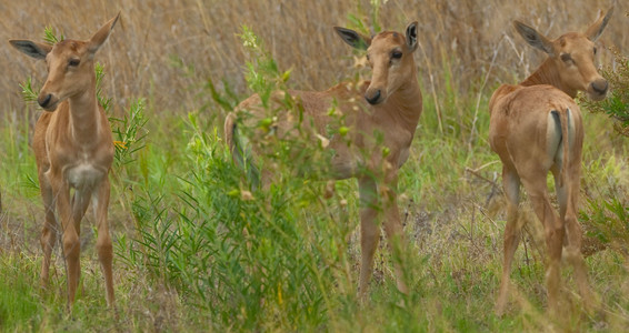 Tsessebe Colts