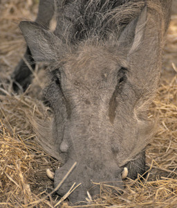 Warthog