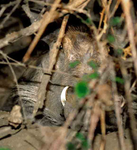 Worthog in Burrow