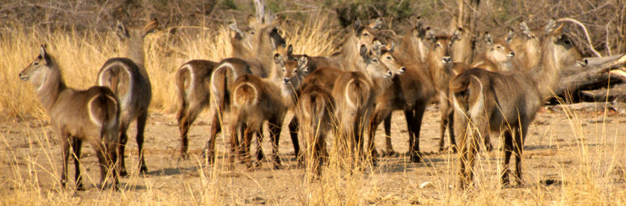 Waterbuck