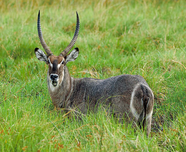 Waterbuck