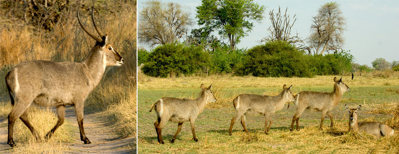 Waterbuck