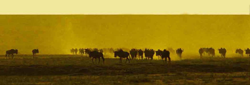 Wildebeest Migration-#2