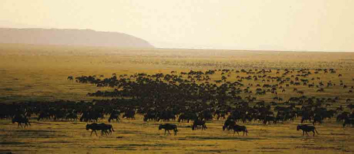 Whitebearded Wildebeest Migration (3)